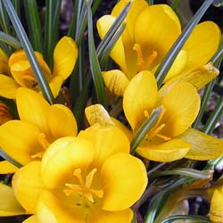 Crocus, yellow flower